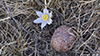 American pasqueflower