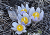 American pasqueflower