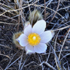 American pasqueflower