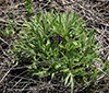 American pasqueflower