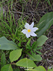 American pasqueflower