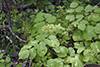 American spikenard