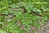 American spikenard