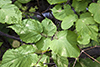 American spikenard