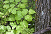 American spikenard