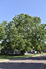 American sycamore