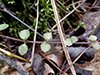 American twinflower