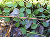 American twinflower