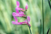 American vetch (var. americana)
