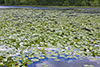 American white waterlily (ssp. tuberosa)