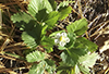 American woodland strawberry
