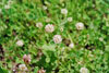 alsike clover