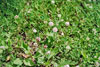 alsike clover