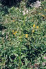 annual fleabane