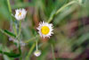 annual fleabane
