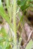 annual fleabane