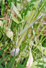 annual fleabane