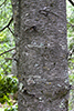 balsam fir