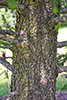 balsam fir