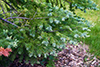balsam fir