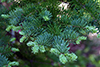 balsam fir