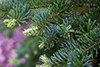 balsam fir