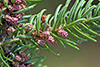 balsam fir