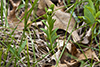 bastard toadflax