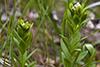 bastard toadflax