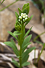 bastard toadflax