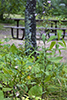 bigleaf aster