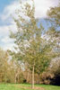 bigtooth aspen