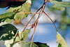 bigtooth aspen