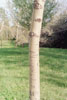 bigtooth aspen