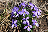 birdfoot violet