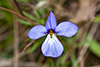birdfoot violet