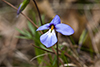 birdfoot violet