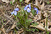 birdfoot violet