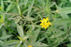 bird’s-foot trefoil