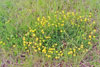 bird’s-foot trefoil