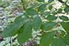 bitternut hickory