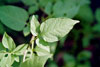 bittersweet nightshade
