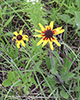 black-eyed susan