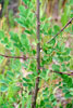 black locust