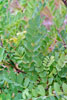 black locust