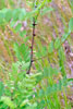 black locust