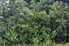 black locust