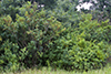 black locust