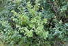 black locust