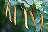 black locust
